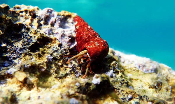 Underwater Photo Mediterranean Hermit Crab Clibanarius Erythropus — Stock Photo, Image