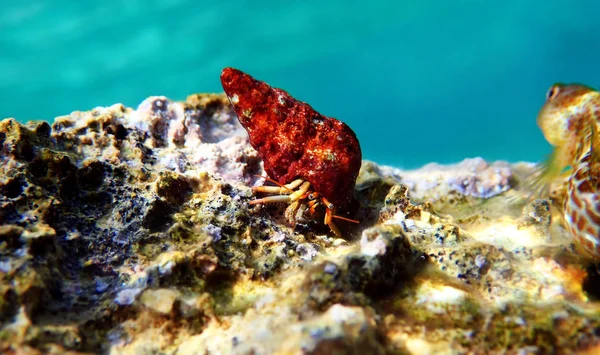 地中海冬虫湖蟹的水下照片 克利巴纳里乌斯红斑狼疮 — 图库照片
