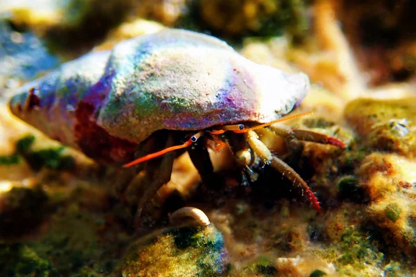 Underwater Photo Mediterranean Hermit Crab Clibanarius Erythropus — Stock Photo, Image