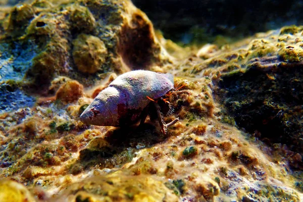 Foto Subacquea Del Granchio Eremita Mediterraneo Clibanarius Erythropus — Foto Stock