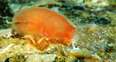 Vazo deniz fışkırtmanın sualtı sahnesi - Ciona intestinalis 