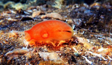 Underwater scene of vase sea squirt - Ciona intestinalis  clipart