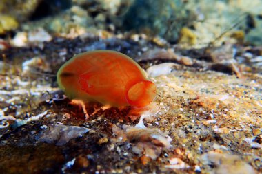 Vazo deniz fışkırtmanın sualtı sahnesi - Ciona intestinalis 