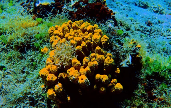 Yellow Tube Sea Sponge Aplysina Aerophoba — Stock Photo, Image