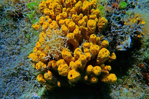 Yellow Tube Sea Sponge Aplysina Aerophoba — Stock Photo, Image