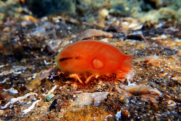 Underwater Scene Vase Sea Squirt Ciona Intestinalis — Stock Photo, Image