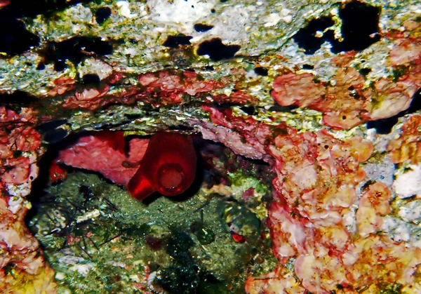 Red Sea Squirt Halocynthia Papillosa — Zdjęcie stockowe