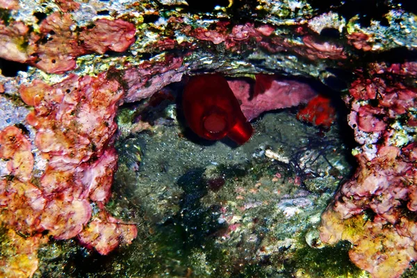Esguicho Mar Vermelho Halocynthia Papillosa — Fotografia de Stock