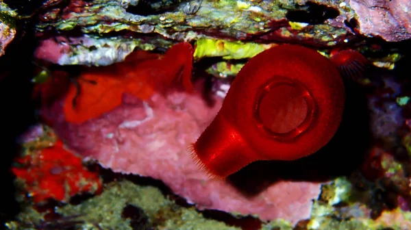 Red Sea Squirt Halocynthia Papillosa — Zdjęcie stockowe