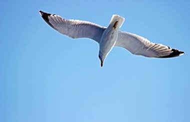 Avrupa ringa martı - (Larus argentatus)