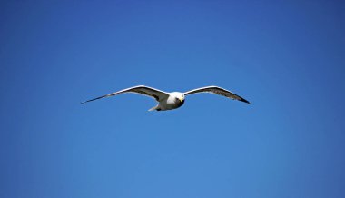 Avrupa ringa martı - (Larus argentatus)