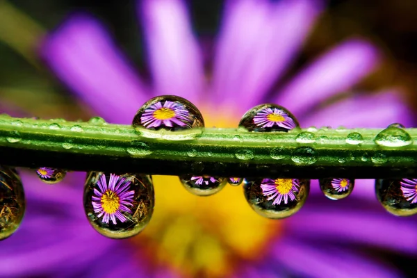 Macro Papel Parede Com Reflexo Flor Dentro Gotas — Fotografia de Stock