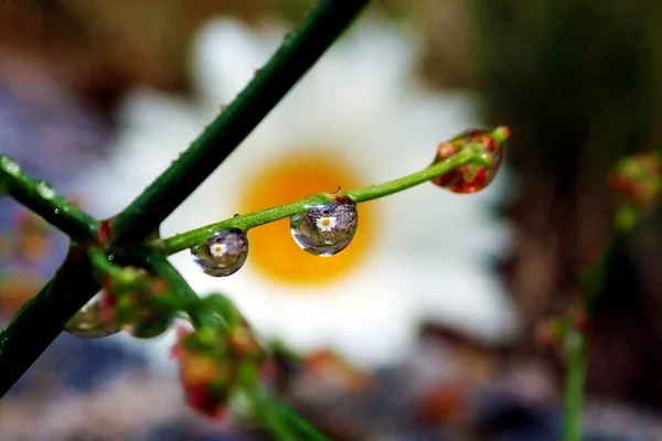 Macro Fondo Pantalla Con Reflejo Flores Interior Gotas — Foto de Stock