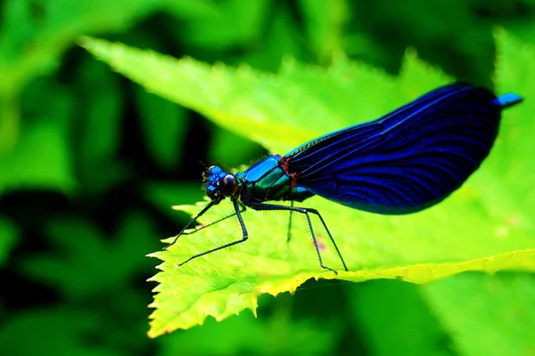 Blau Europäische Demoiselle Calopteryx Virgo — Stockfoto