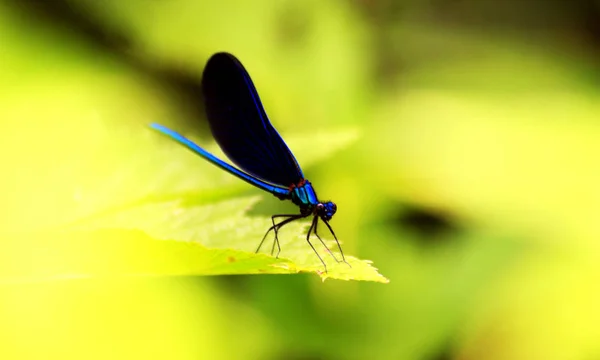 Demoiselle Bleue Européenne Calopteryx Virgo — Photo