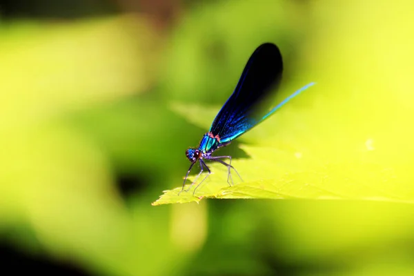 Modrá Evropská Motýlice Calopteryx Virgo — Stock fotografie