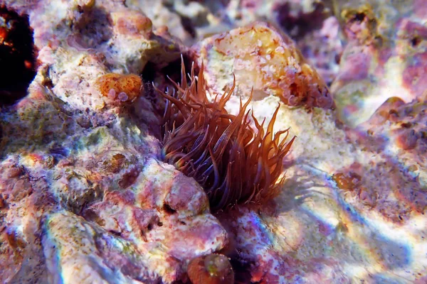 Piccolo Parassita Dell Anemone Vetro Exaiptasia Aiptasia Pallida — Foto Stock