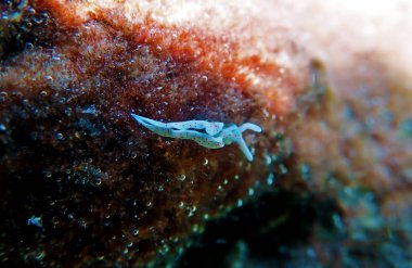 Beyaz deniz sümüklüböceği - Elysia timida