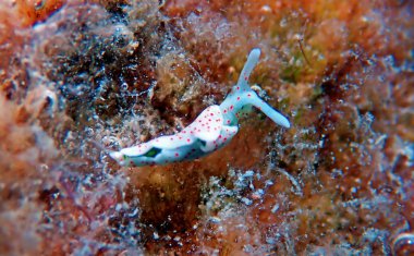 Beyaz deniz sümüklüböceği - Elysia timida