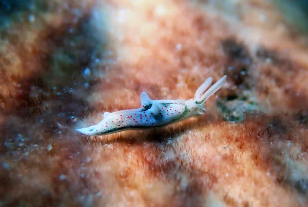 White Sea Slug Elysia Timida — Stock Photo, Image