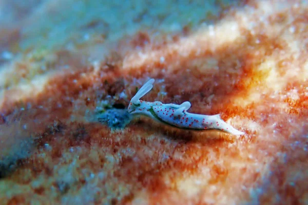 Biała Morska Slug Elysia Timida — Zdjęcie stockowe