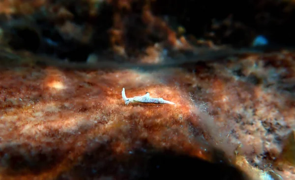 Witte Zee Slug Elysia Timida — Stockfoto