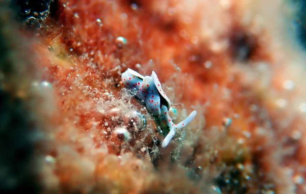 Witte Zee Slug Elysia Timida — Stockfoto