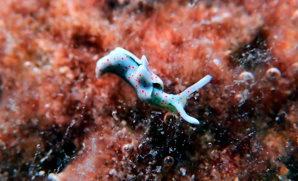 White Sea Slug Elysia Timida — Stock Photo, Image