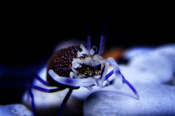 Gnathophyllum Elegans Földközi Tenger Atlanti Óceán Bumblebee Garnélarák — Stock Fotó