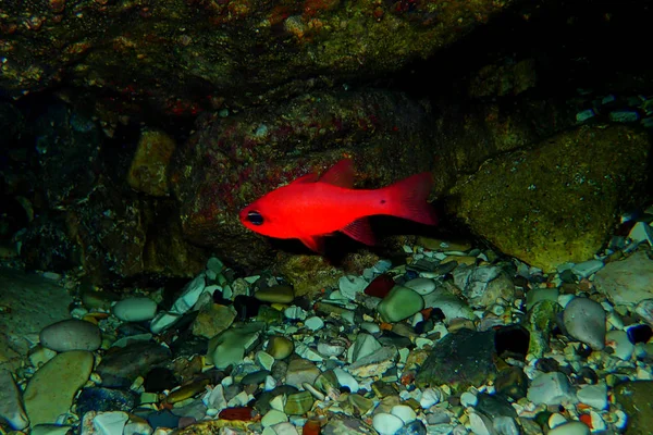 Apogon Imberbis Cardinalfish Mediterrâneo Rei Dos Mullets — Fotografia de Stock