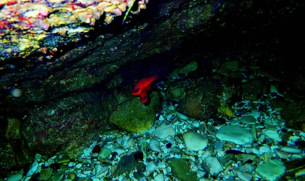 Apogon Apogon Śródziemnomorski Cardinalfish Król Mullets — Zdjęcie stockowe