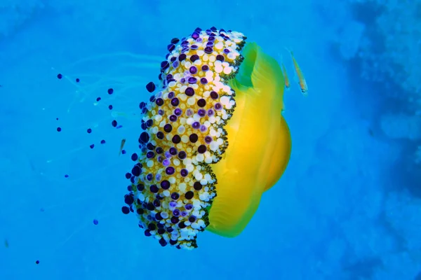 Akdeniz Kızarmış Yumurta Denizanası Cotylorhiza Tüberkülata — Stok fotoğraf