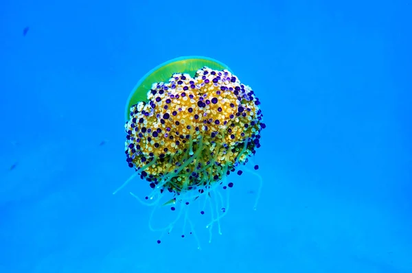 Mediterranean Fried Egg Jellyfish Cotylorhiza Tuberculata — Stock Photo, Image