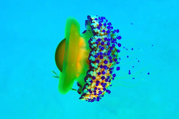 Akdeniz Kızarmış Yumurta Denizanası Cotylorhiza Tüberkülata — Stok fotoğraf