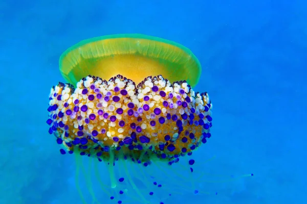 Mediterranean Fried Egg Jellyfish Cotylorhiza Tuberculata — Stock Photo, Image