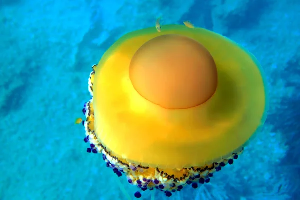 Μεσογειακά Τηγανιτά Αυγά Μέδουσα Κοτυλοχίζα Φυματάτα — Φωτογραφία Αρχείου