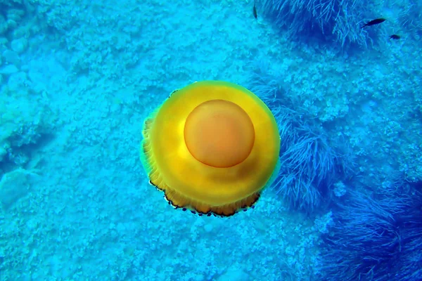Akdeniz Kızarmış Yumurta Denizanası Cotylorhiza Tüberkülata — Stok fotoğraf