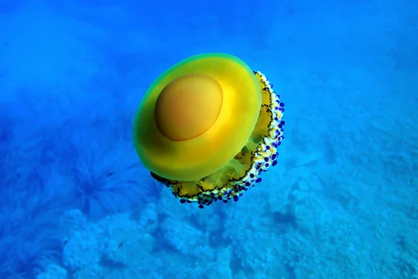 Middelhavet Fried Egg Jellyfish Cotylorhiza Tuberculata - Stock-foto