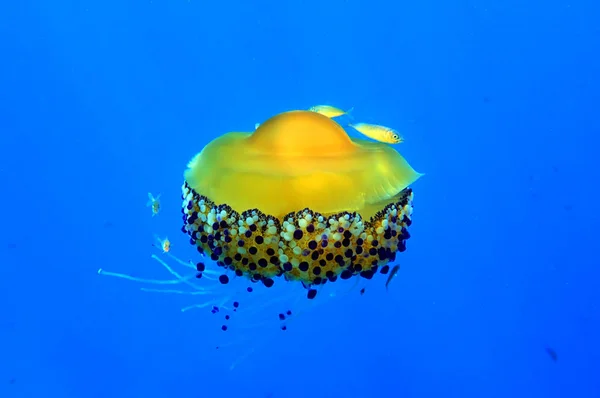 Medusas Huevo Frito Mediterráneas Cotylorhiza Tuberculata —  Fotos de Stock