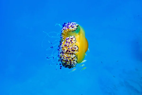 Medusas Huevo Frito Mediterráneas Cotylorhiza Tuberculata — Foto de Stock