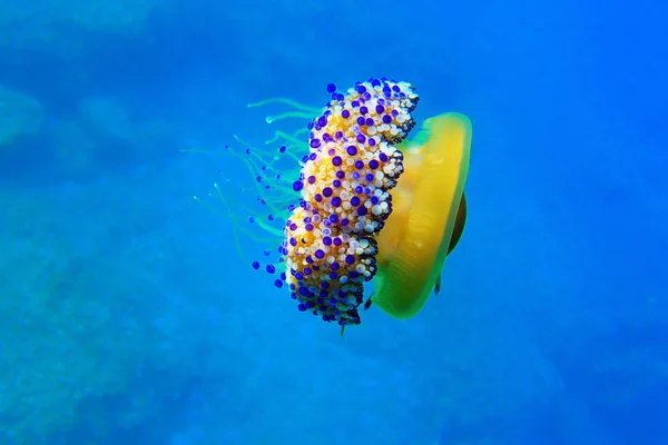 Medusa Ovo Frito Mediterrânica Cotylorhiza Tuberculata — Fotografia de Stock