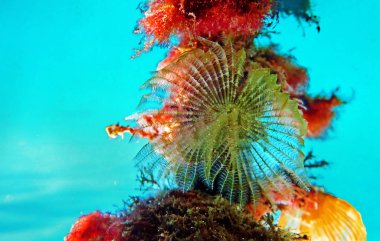 Yeşil tüy duster tubeworm - Branchiomma bairdi