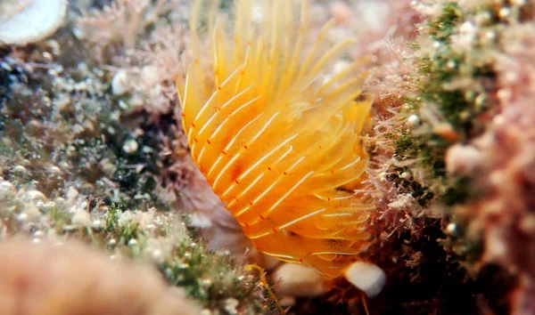 Gul Medelhavet Hästsko Tubeworm Protula Tubularia — Stockfoto