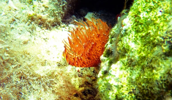 Gusano Tubo Espiral Spirographis Spallanzani — Foto de Stock