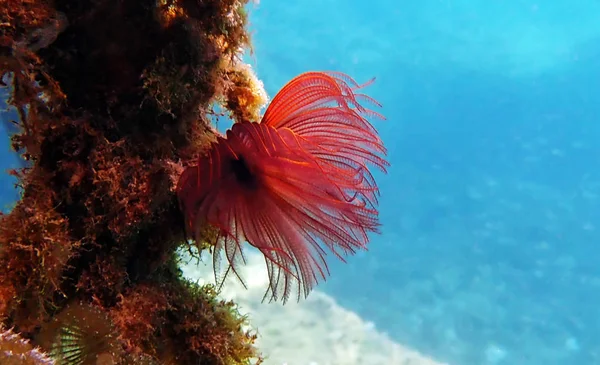 Μεσογειακή Fanworm Σκουλήκι Πούπουλο — Φωτογραφία Αρχείου