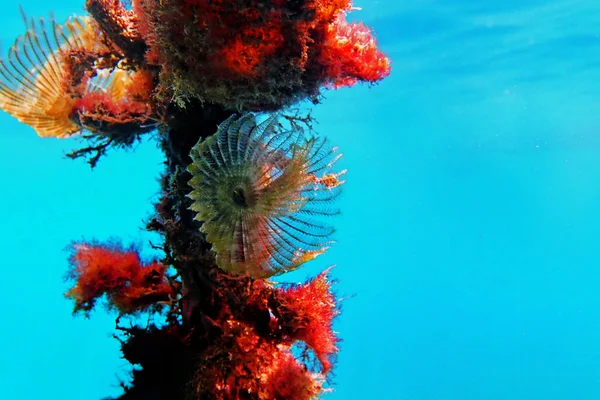 Tubeworm Espanador Penas Verdes Branchiomma Bairdi — Fotografia de Stock