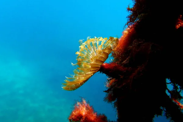 Verme Tubeworm Piuma Verde Branchiomma Bairdi — Foto Stock