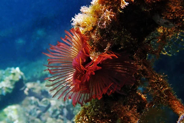 Red Violet Feather Duster Tubeworm Branchiomma Luctuosum — Stock Photo, Image