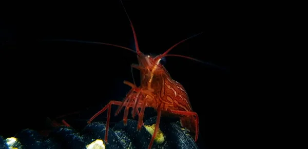 Lysmata Peppermint Shrimp Underwater Scene Rock — Stock Photo, Image