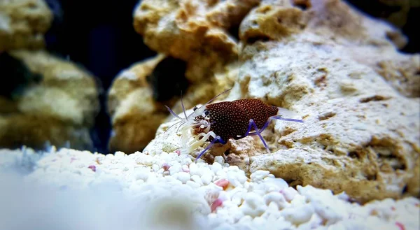 Benekli Bumblebee Karides Gnathophyllum Elegans — Stok fotoğraf